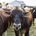 Cattle with identification ear tags illustrating the growing animal identification market