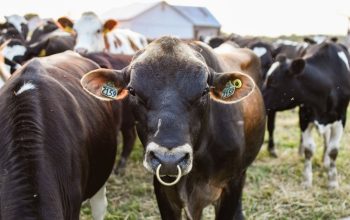 Cattle with identification ear tags illustrating the growing animal identification market