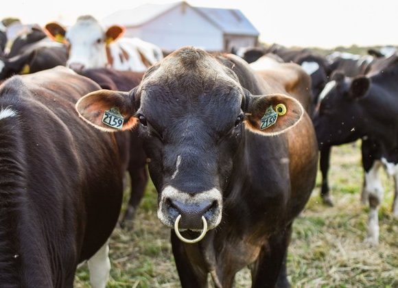 Cattle with identification ear tags illustrating the growing animal identification market