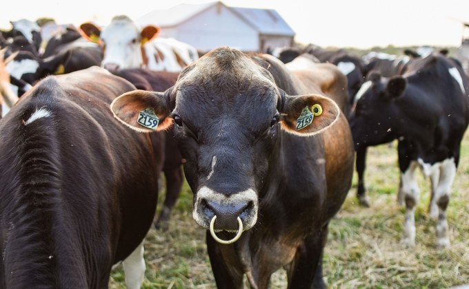 Cattle with identification ear tags illustrating the growing animal identification market